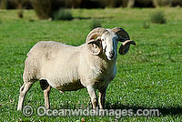 Dorset Ram alone Victoria Australia Photo - Gary Bell