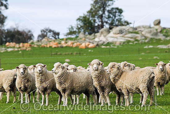Merino sheep grazing Victoria Australia photo Merino sheep grazing Victoria Australia photo