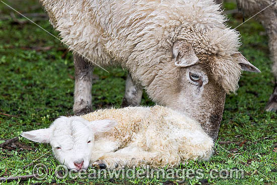 Dorset Ewe with baby lamb Victoria photo Dorset Ewe with baby lamb Victoria photo