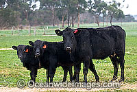 Black Angus Cattle calves Photo - Gary Bell
