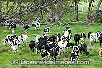 Holstein Dairy Cattle Victoria Photo - Gary Bell