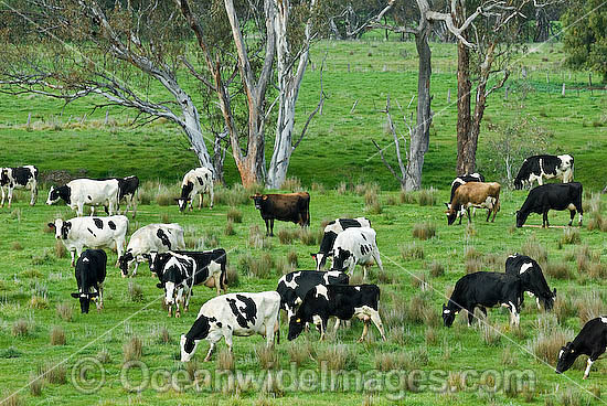 Holstein Dairy Cattle Victoria photo Holstein Dairy Cattle Victoria photo