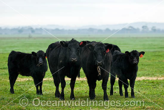 Black Angus Cattle calves grazing photo Black Angus Cattle calves grazing photo