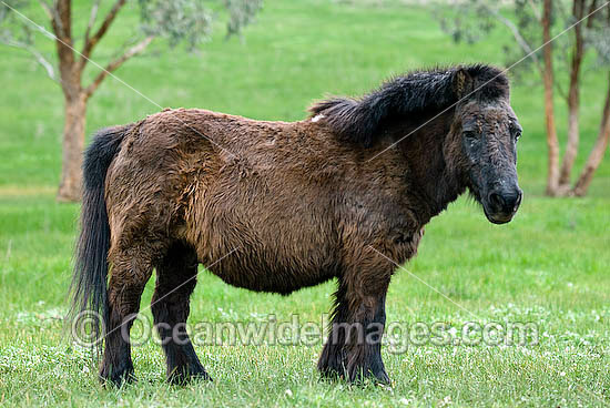 Shetland Pony in field Victoria Australia photo Shetland Pony in field Victoria Australia photo