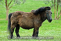 Shetland Pony in field Victoria Australia Photo - Gary Bell