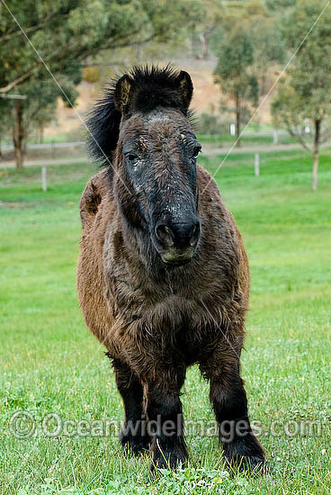 Shetland Pony in field Victoria Australia photo Shetland Pony in field Victoria Australia photo