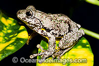 Peron's Tree Frog Litoria peronii Photo - Gary Bell