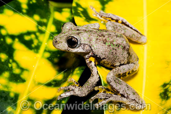 Peron's Tree Frog photo