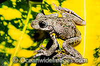 Peron's Tree Frog Photo - Gary Bell