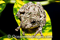 Peron's Tree Frog Litoria peronii Photo - Gary Bell