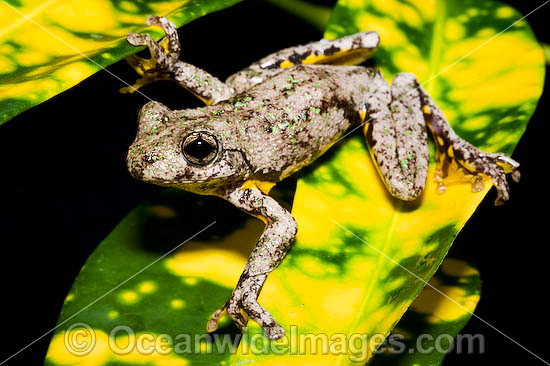 Peron's Tree Frog Litoria peronii photo