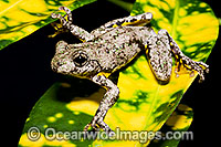 Peron's Tree Frog Litoria peronii Photo - Gary Bell