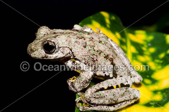 Peron's Tree Frog photo Peron's Tree Frog photo