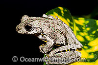 Peron's Tree Frog Photo - Gary Bell