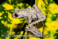 Peron's Tree Frog Litoria peronii Photo - Gary Bell