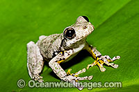 Peron's Tree Frog Photo - Gary Bell