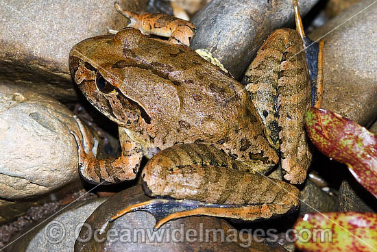 Giant Barred Frog Mixophyes iteratus photo