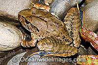 Giant Barred Frog Mixophyes iteratus Photo - Gary Bell