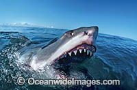 Great White Shark with open jaws Photo - Gary Bell