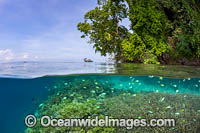 Coral reef island Photo - Gary Bell