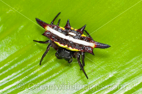 Spiny Spider Gasteracantha fornicata photo Spiny Spider Gasteracantha fornicata photo