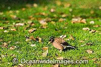 Common Myna Acridotheres tristis Photo - Gary Bell