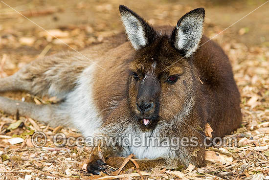 Kangaroo Island Kangaroo Macropus fuliginosus fuliginosus photo