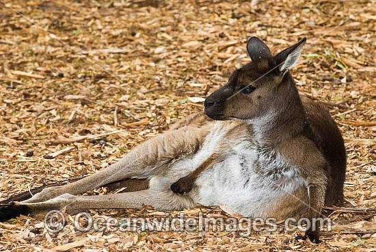 Macropus fuliginosus fuliginosus photo