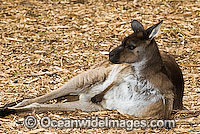Macropus fuliginosus fuliginosus Photo - Gary Bell