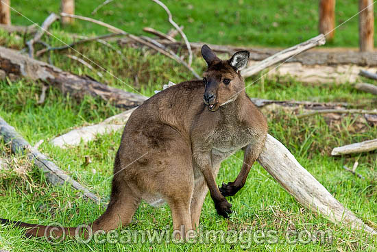 Kangaroo Island Kangaroo photo