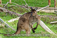Kangaroo Island Kangaroo Photo - Gary Bell