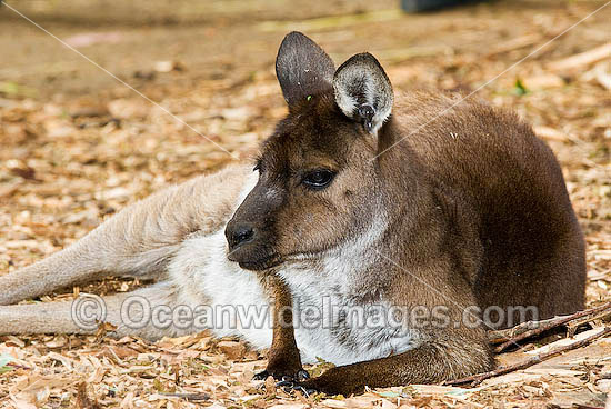 Kangaroo Island Kangaroo photo