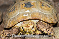 Elongate Tortoise Indotestudo elongata Photo - Gary Bell