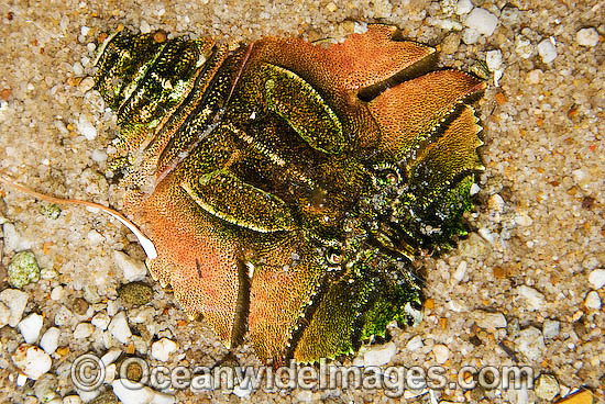 Baby slipper lobster hotsell