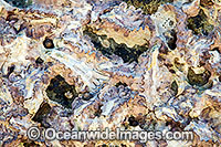Rock Oyster Photo - Gary Bell