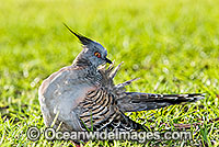 Crested Pigeon Ocyphaps lophotes Photo - Gary Bell