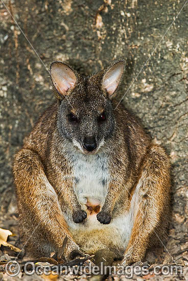 Parma Wallaby Macropus parma photo