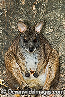 Parma Wallaby Macropus parma Photo - Gary Bell