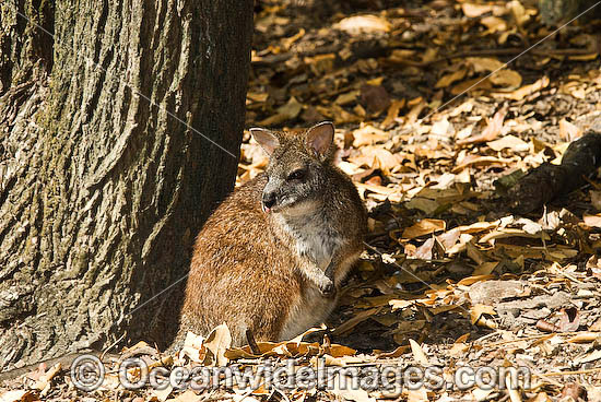 Parma Wallaby Macropus parma photo