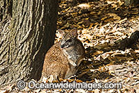 Parma Wallaby Macropus parma Photo - Gary Bell