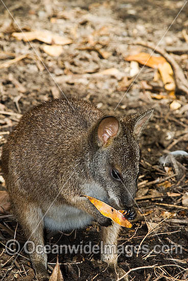Parma Wallaby Macropus parma photo