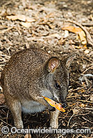 Parma Wallaby Macropus parma Photo - Gary Bell
