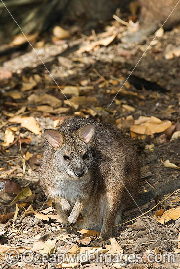 Parma Wallaby Macropus parma photo