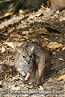Parma Wallaby Macropus parma Photo - Gary Bell