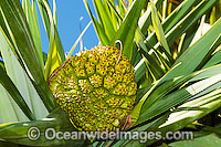 Pandanas Palm seed pod Photo - Gary Bell