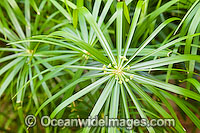 Tropical Garden Plant Photo - Gary Bell