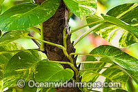 Tropical Garden Plant Photo - Gary Bell