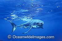 Great White Shark Carcharodon carcharias Photo - Gary Bell