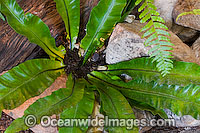Tropical Garden Plant Photo - Gary Bell