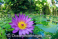 Water lily Waterlily Photo - Gary Bell